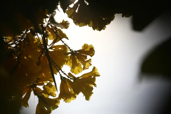 Micro shot of the Flowers in the garden — Stock Photo, Image