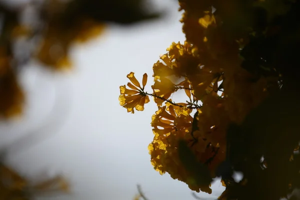庭の花のマイクロ ショット — ストック写真