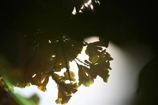 庭の花のマイクロ ショット — ストック写真