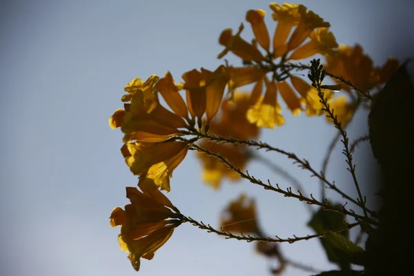 庭の花のマイクロ ショット — ストック写真