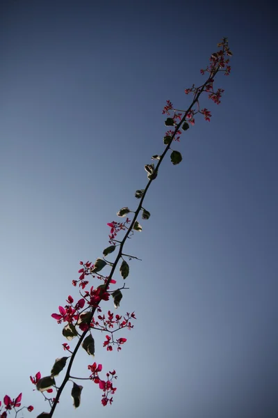 Micro tiro das flores no jardim — Fotografia de Stock