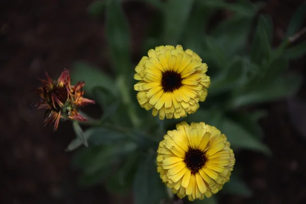 Micro tiro das flores — Fotografia de Stock