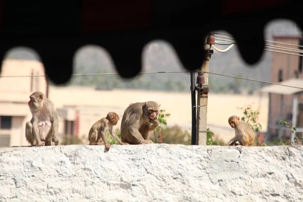 Macacos no Templo na área rural — Fotografia de Stock