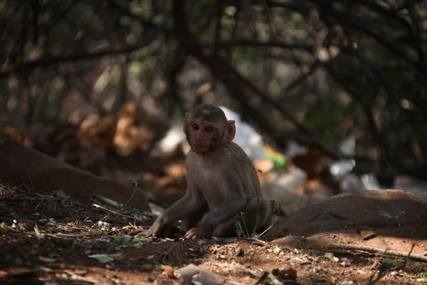 Monos en el Templo en el área rural — Foto de Stock