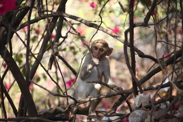 Opice v chrámu na venkovské oblasti — Stock fotografie