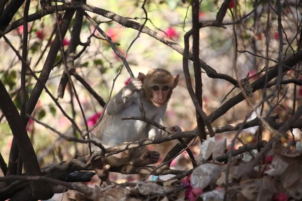 在农村地区的庙里的猴子 — 图库照片