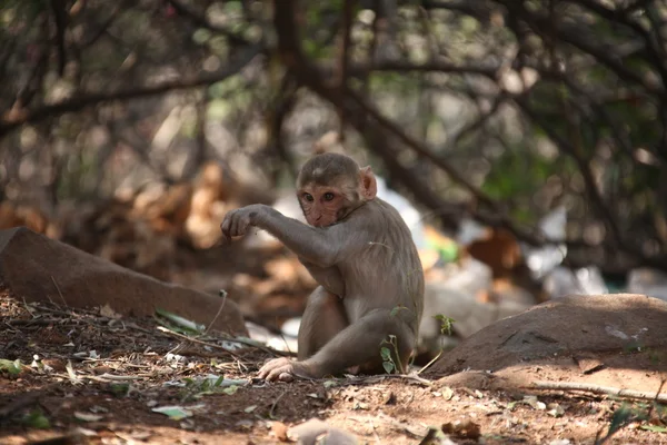 Monkeys in Temple at rural area — Stock Photo, Image