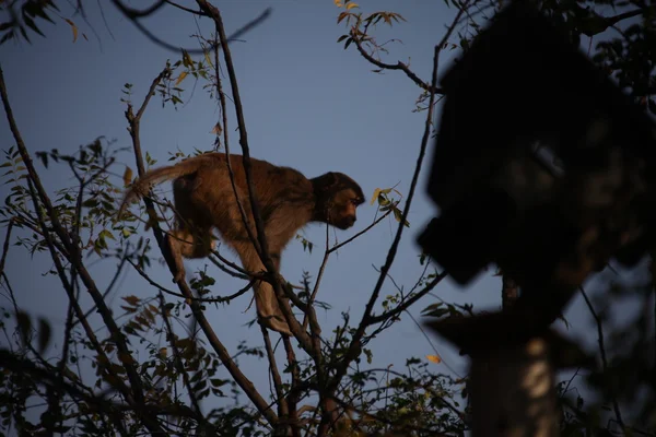 Singes dans le Temple en zone rurale — Photo