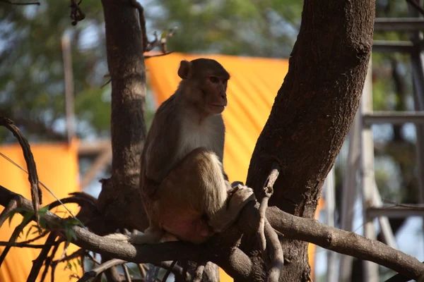 在农村地区的庙里的猴子 — 图库照片