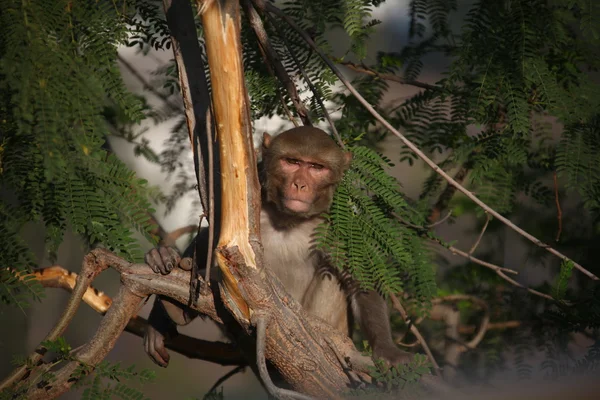 Monkeys in Temple at rural area