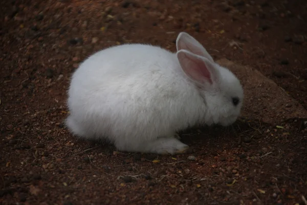 Bunny rabbit eating in the cage — Stock Photo, Image