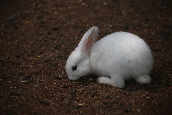 Кролик ест в клетке — стоковое фото
