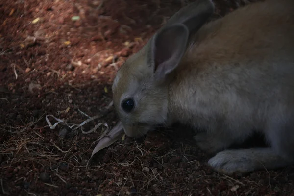 Bunny králík jíst v kleci — Stock fotografie