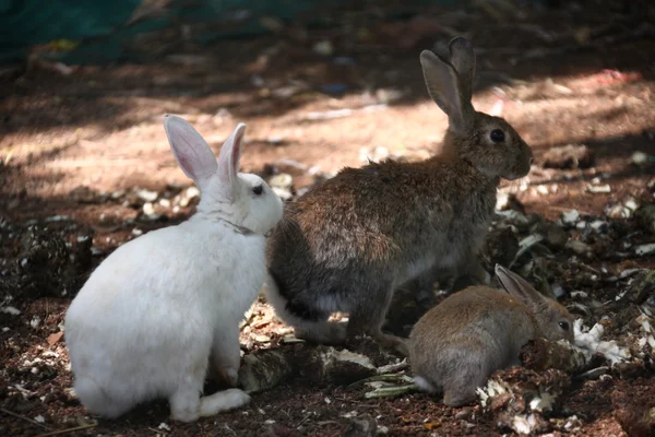 Bunny králík jíst v kleci — Stock fotografie