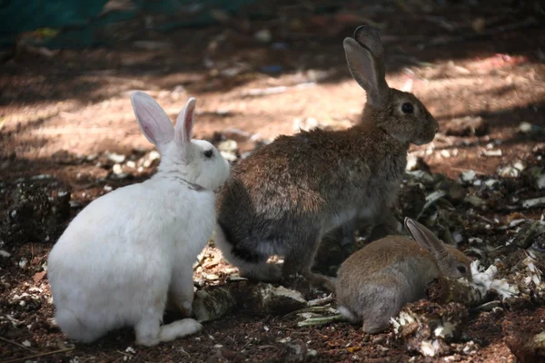 Bunny králík jíst v kleci — Stock fotografie