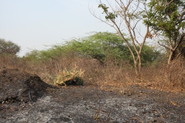 Kırsal alanda kuru ağaç doku