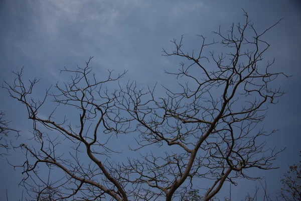 Сухое дерево текстура в сельской местности — стоковое фото