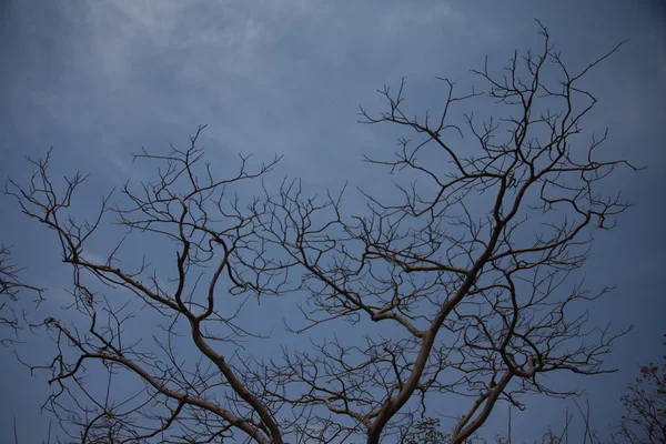 Dry Tree Texture at rural area — Stock Photo, Image