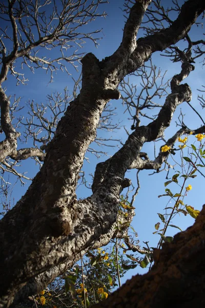 Textura em árvore seca na zona rural — Fotografia de Stock