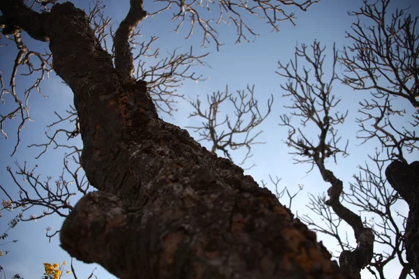 Texture des arbres secs en milieu rural — Photo