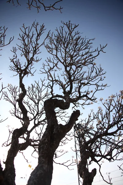 Textura em árvore seca na zona rural — Fotografia de Stock