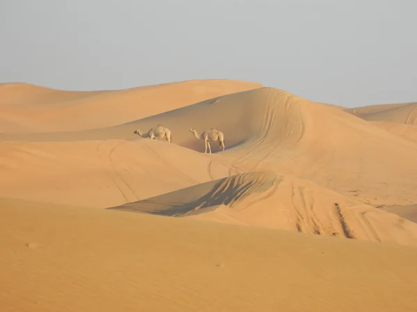 Paisaje del desierto en Dubai Emiratos Árabes Unidos — Foto de Stock