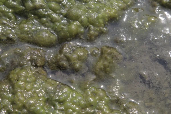 Muschio nell'acqua di mare — Foto Stock