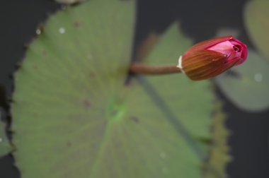 Çiçeklerin mikro görüntüsü