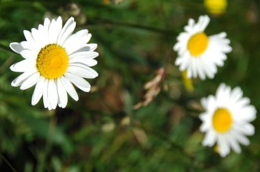 Çiçeklerin mikro görüntüsü