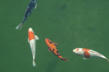 Balık Yetiştirme Akvaryumu