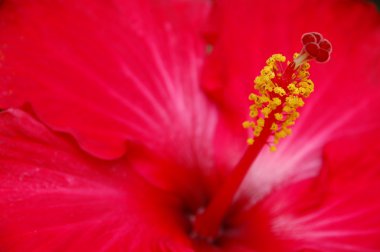 Çiçeklerin mikro görüntüsü