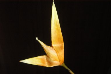 Çiçeklerin mikro görüntüsü