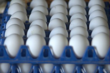 Tavuk yumurta yakın çekim