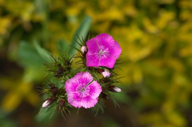 Çiçeklerin mikro görüntüsü