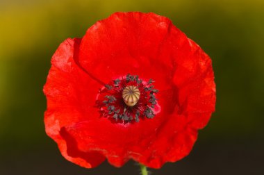 Çiçeklerin mikro görüntüsü