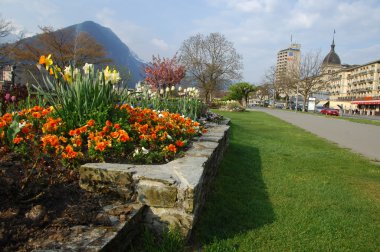 Bahçedeki çiçekler