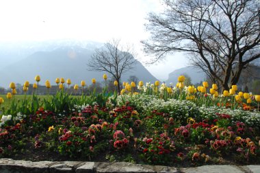 Bahçedeki çiçekler