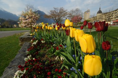 Bahçedeki çiçekler