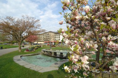 Bahçedeki çiçekler