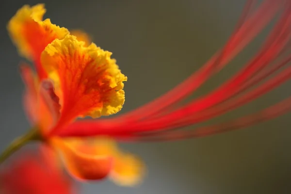 Çiçeklerin mikro görüntüsü — Stok fotoğraf