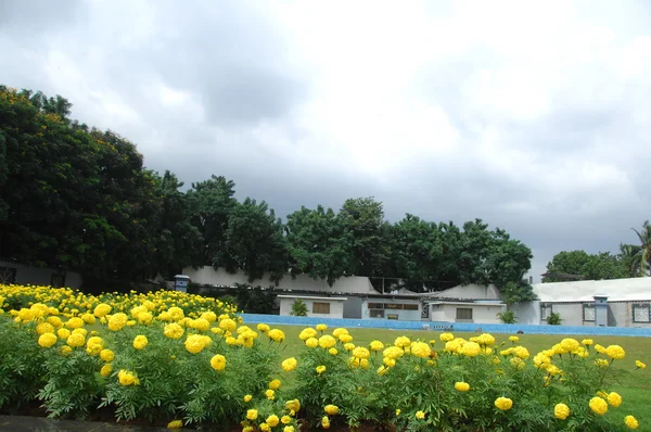 Micro plano de las flores — Foto de Stock