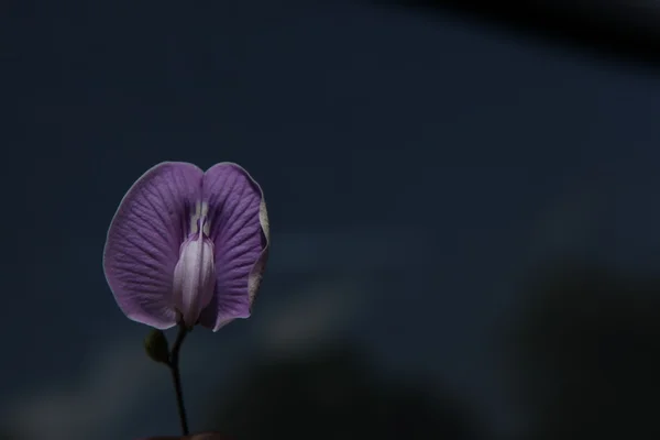 Micro shot of the Flowers — Stock Photo, Image