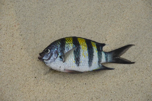 Peixes que reproduzem no tanque de peixe — Fotografia de Stock