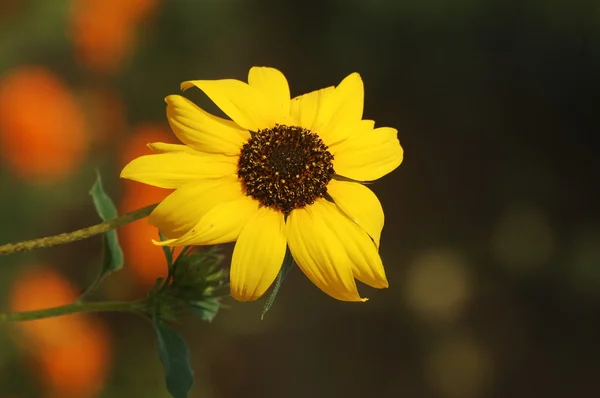 Micro tiro das flores — Fotografia de Stock