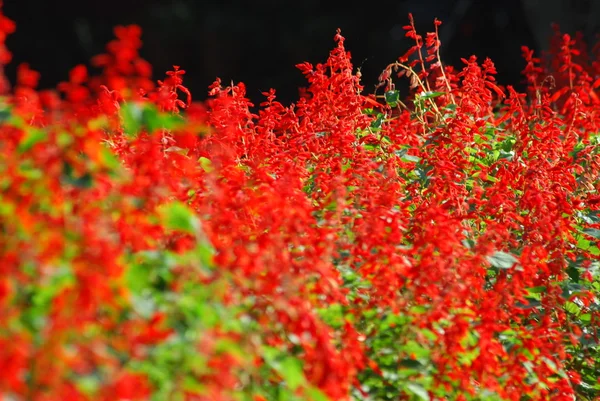 花のマイクロショット — ストック写真