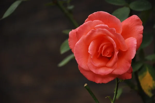 Micro tiro das flores — Fotografia de Stock