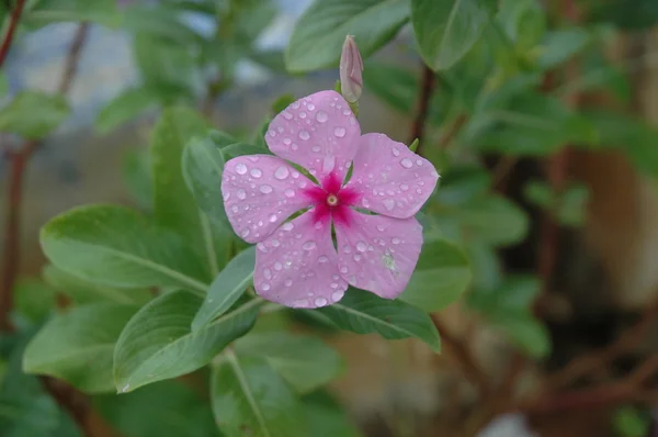 Mikrobild av blommorna — Stockfoto