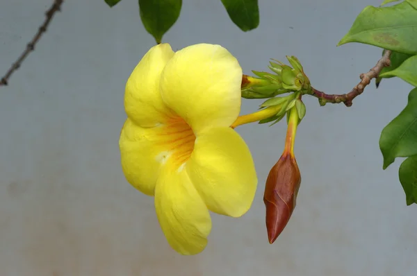 Micro tiro das flores — Fotografia de Stock