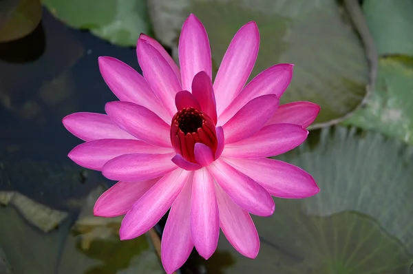 Micro shot of the Flowers — Stock Photo, Image