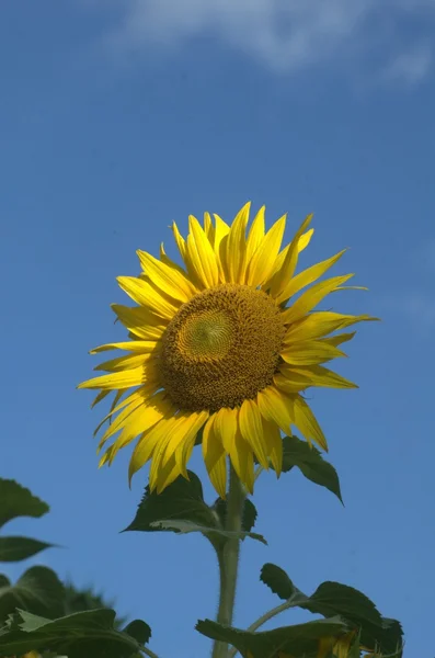 Micro shot des fleurs — Photo